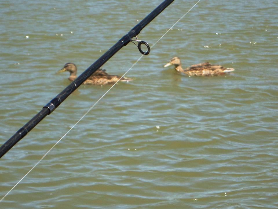 sulina iunie 2013 - 1069369.jpg